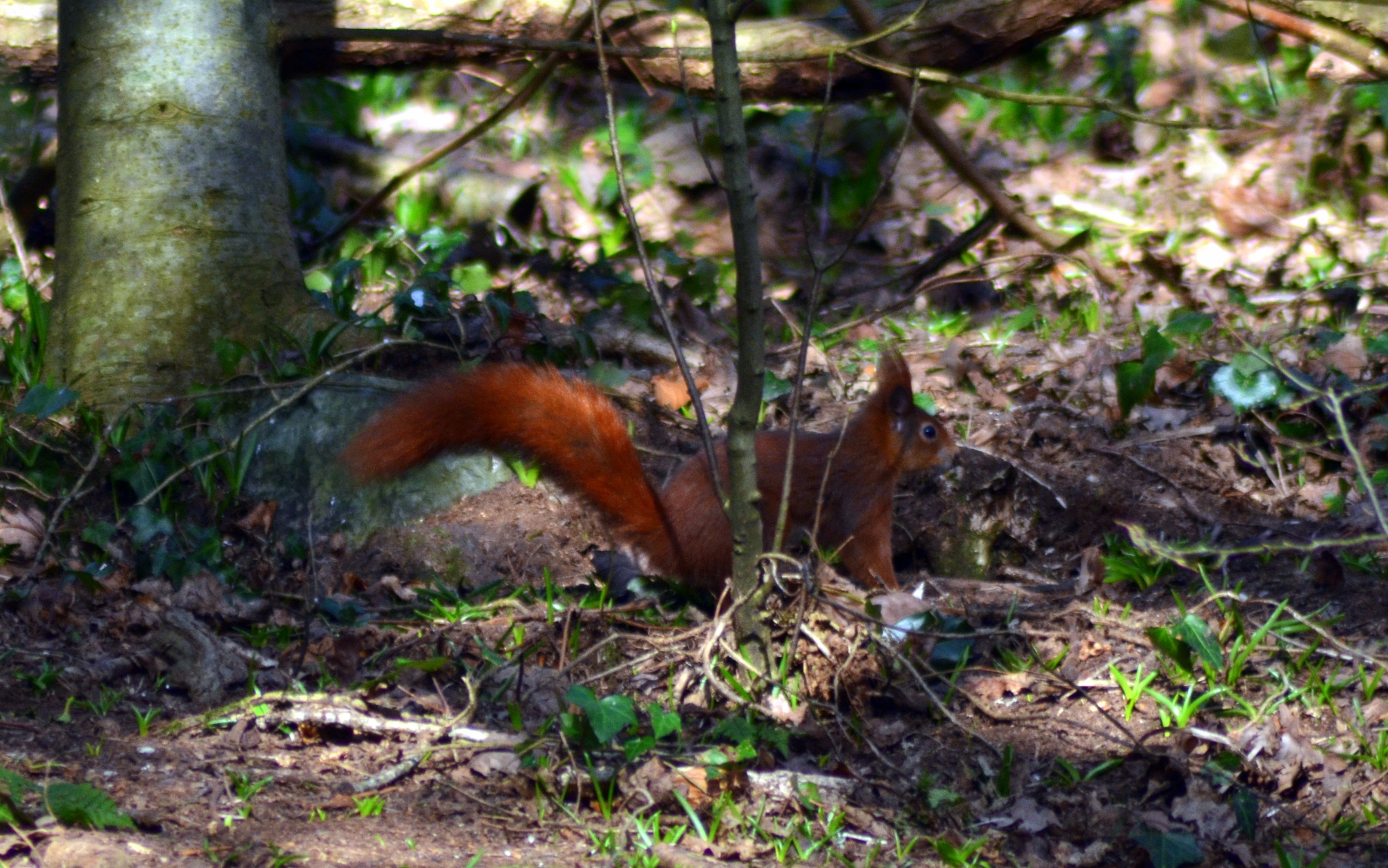 The Dingle  nature reserve  Anglesey, north Wales. Gerry Molumby February 19th 2019 (21).JPG