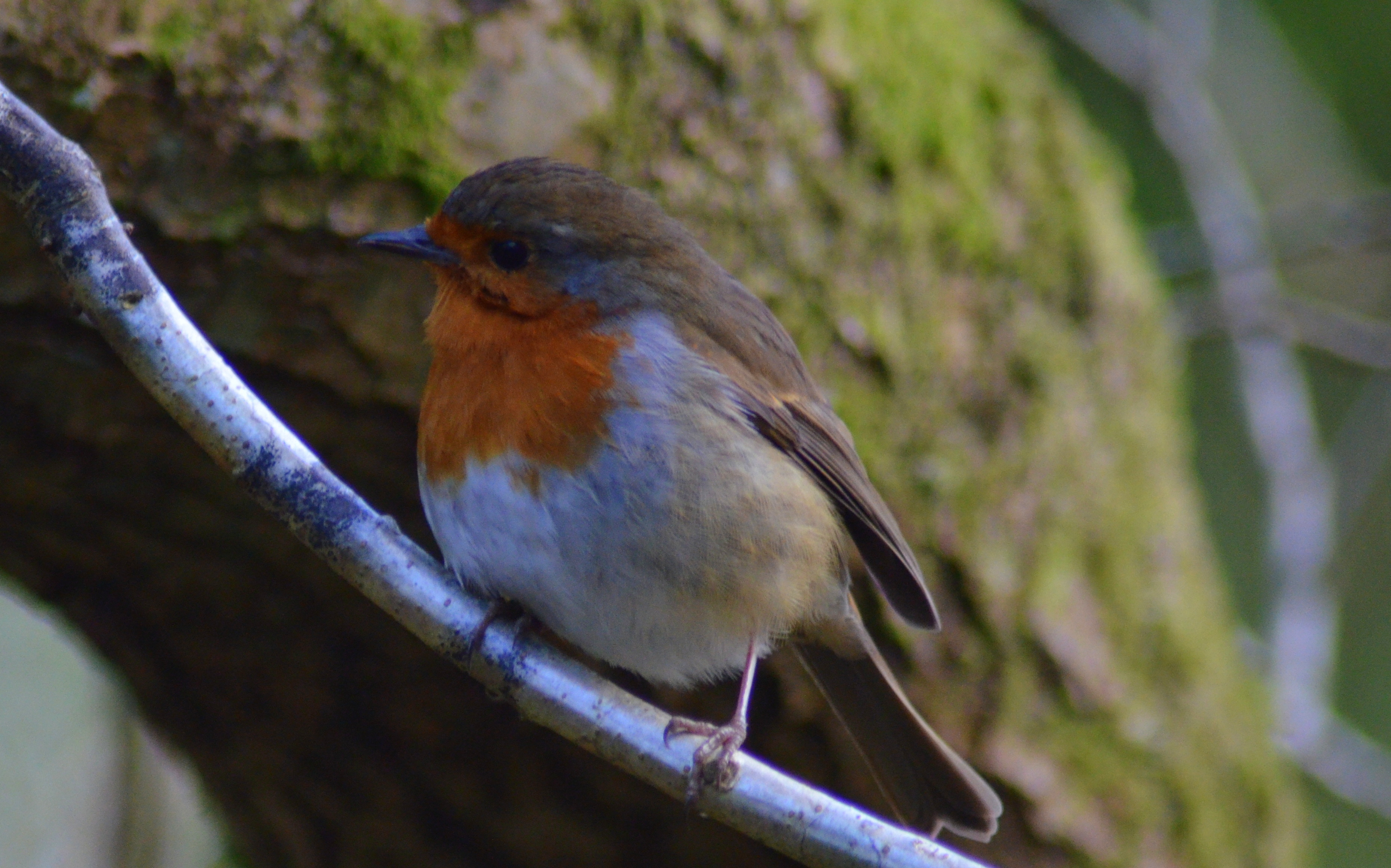 The Dingle  nature reserve  Anglesey, north Wales. Gerry Molumby February 19th 2019 (5).JPG